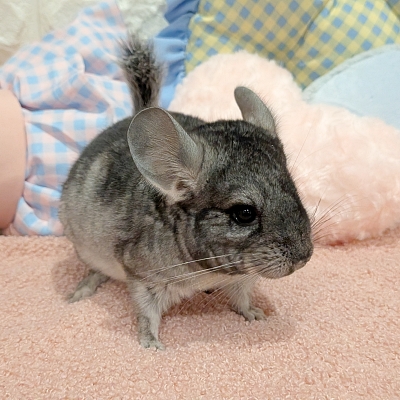 チンチラ - 大阪・兵庫のペットショップ｜犬猫・トリミングならピースワン