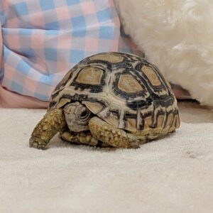 ヒョウモンリクガメ PXL_20260505_094240790