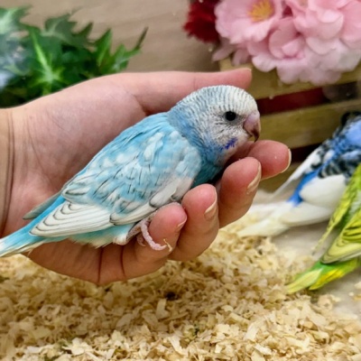ｾｷｾｲｲﾝｺ - 【大阪・兵庫のペットショップ】ペットランドピースワン
