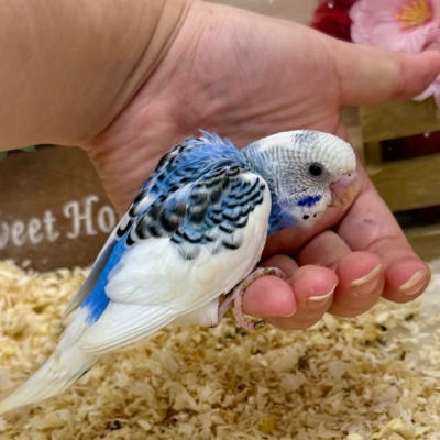 ｾｷｾｲｲﾝｺ - 【大阪・兵庫のペットショップ】ペットランドピースワン