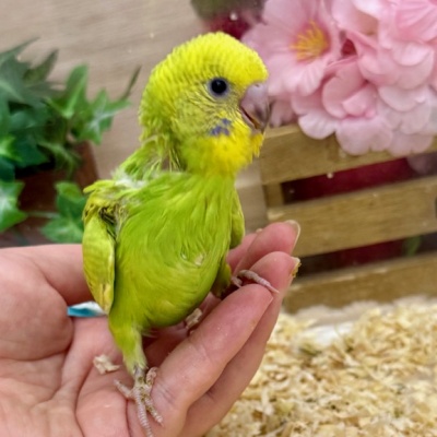 ｾｷｾｲｲﾝｺ - 【大阪・兵庫のペットショップ】ペットランドピースワン