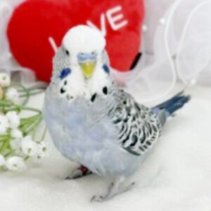 ジャンボセキセイインコ ジャンボ4