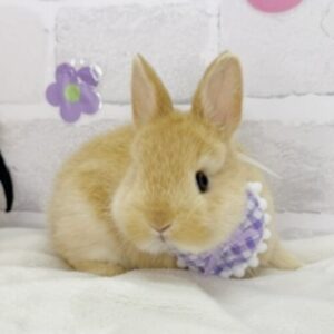 ネザーランドドワーフ 血統ネザー4
