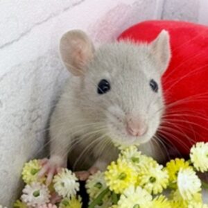 グレーwh3♀