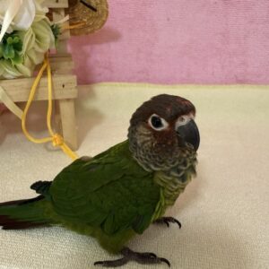うろこ