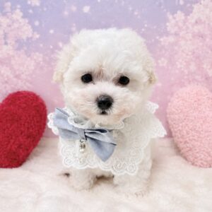 ビションフリーゼ image0