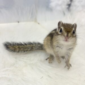 シマリス image0