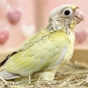 ホオミドリウロコインコ image0