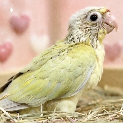 ホオミドリウロコインコ - 大阪・兵庫のペットショップ｜犬猫