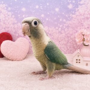 ホオミドリウロコインコ image0