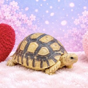 ヒョウモンリクガメ image0