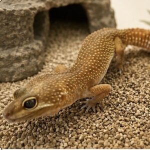 ヒョウモントカゲモドキ image0