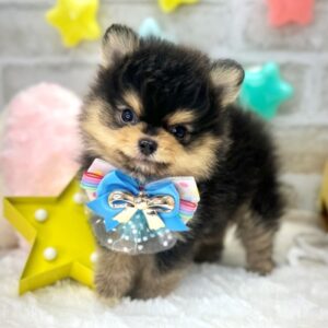 ポメラニアン 家族が決まりました♪ image0