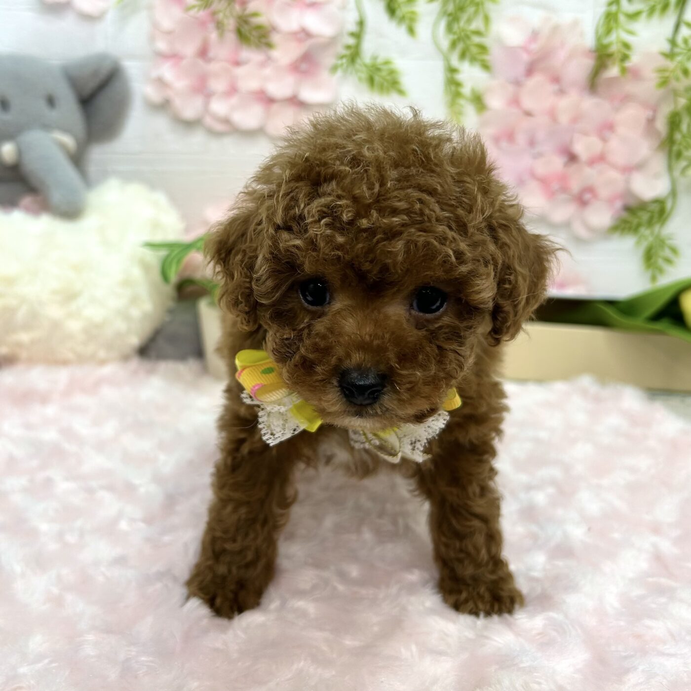 トイプードル - 大阪・兵庫のペットショップ｜犬猫・トリミングなら