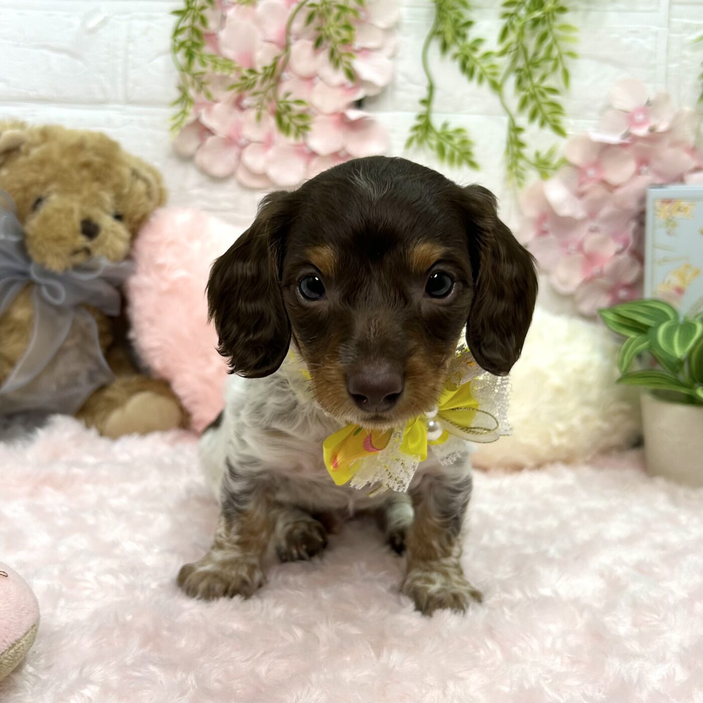 ミニチュアダックスフンド - 大阪・兵庫のペットショップ｜犬猫