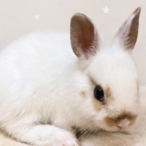 ネザーランドドワーフ image2