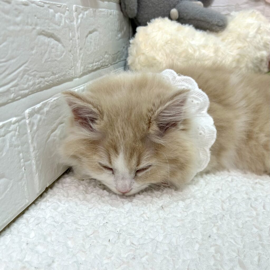 マンチカン - 大阪・兵庫のペットショップ｜犬猫・トリミングなら