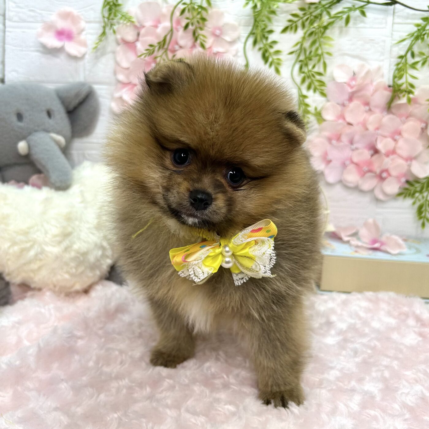 ポメラニアン - 大阪・兵庫のペットショップ｜犬猫・トリミングなら
