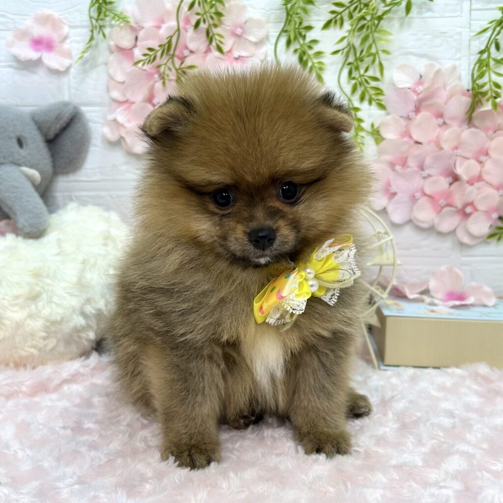 ポメラニアン - 大阪・兵庫のペットショップ｜犬猫・トリミングなら