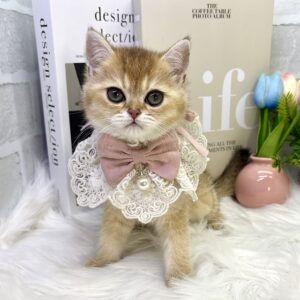 ブリティッシュショートヘアー BR1