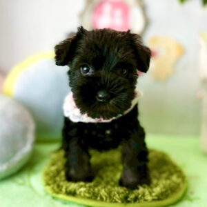 IMG_1534