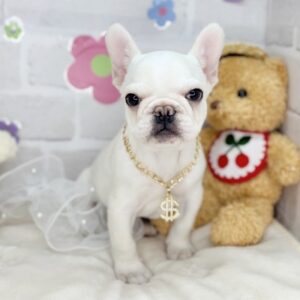 フレンチブルドッグ IMG_4881