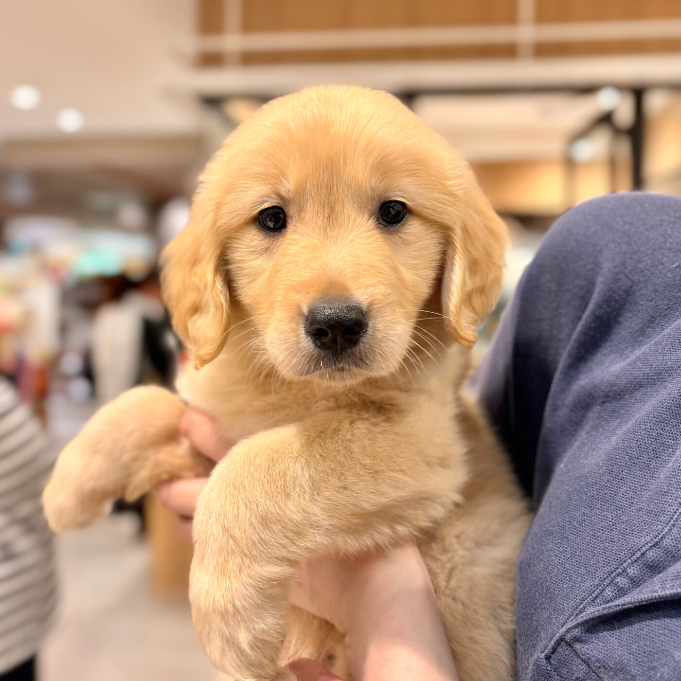ゴールデンレトリバー - 大阪・兵庫のペットショップ｜犬猫