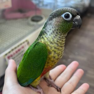 ワキコガネウロコインコ (オパーリン) IMG_7834