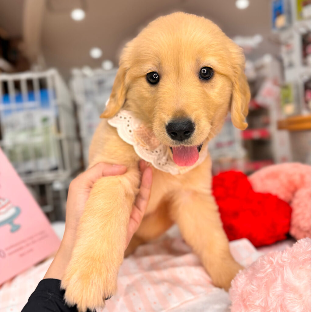 ゴールデンレトリバー - 大阪・兵庫のペットショップ｜犬猫