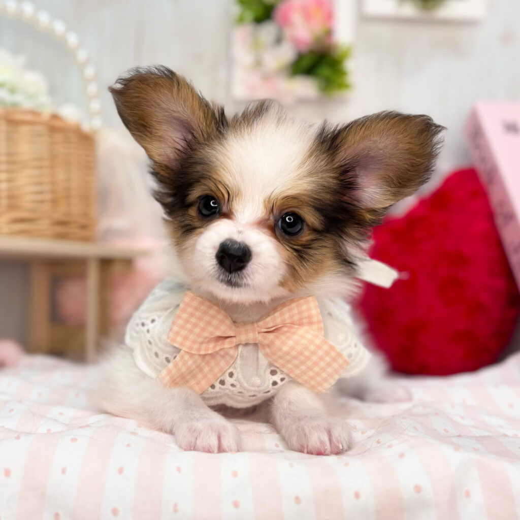 パピヨン - 大阪・兵庫のペットショップ｜犬猫・トリミングならピースワン
