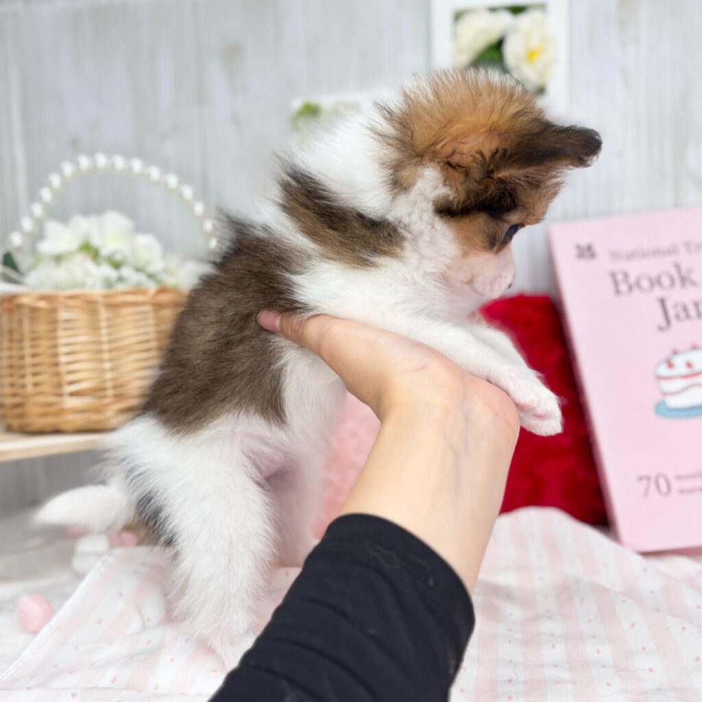 パピヨン - 大阪・兵庫のペットショップ｜犬猫・トリミングならピースワン