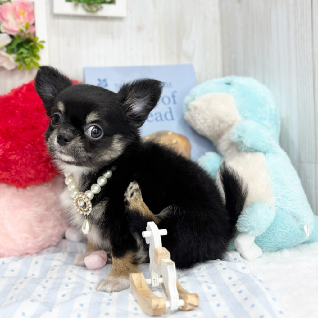 チワワ - 大阪・兵庫のペットショップ｜犬猫・トリミングならピースワン