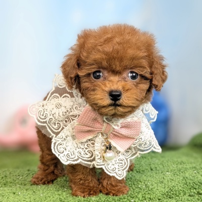 トイプードル - 大阪・兵庫のペットショップ｜犬猫・トリミングなら