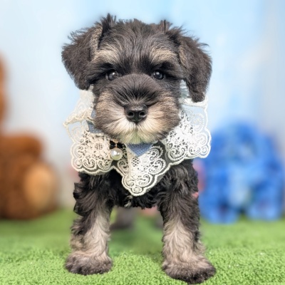 ミニチュアシュナウザー - 大阪・兵庫のペットショップ｜犬猫