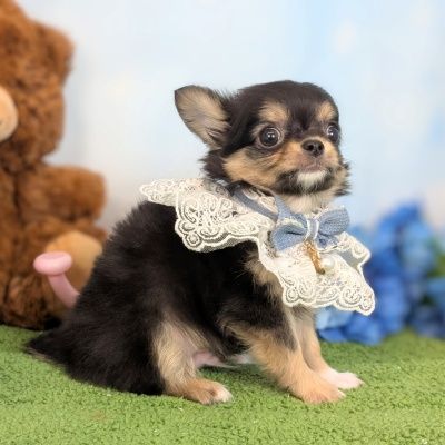 チワワ 家族が決まりました♪ - 大阪・兵庫のペットショップ｜犬猫