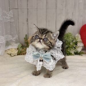 エキゾチックショートヘア4