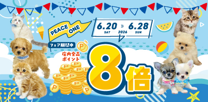 ポイントアップ8倍