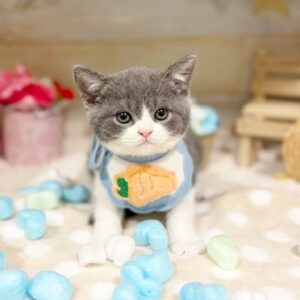 ブリティッシュショートヘアー ぶり1