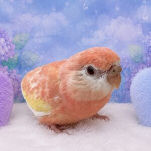 image0