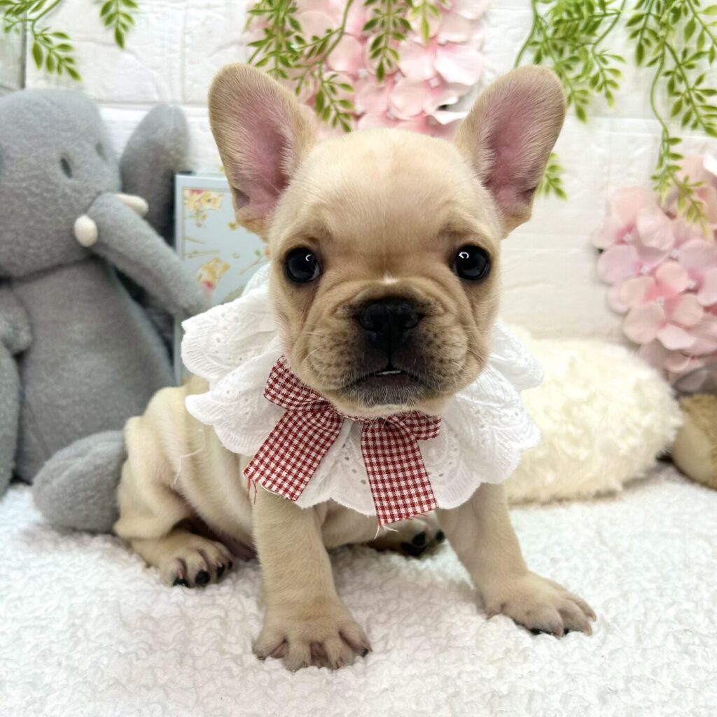 フレンチブルドッグ - 大阪・兵庫のペットショップ｜犬猫・トリミング