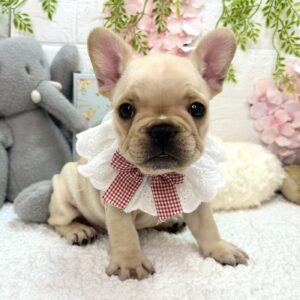 フレンチブルドッグ image0