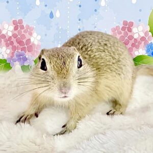 リチャードソンジリス image0