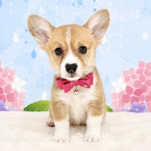 ウェルシュコーギーペンブローク image0