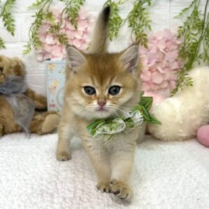 ブリティッシュショートヘアー image0