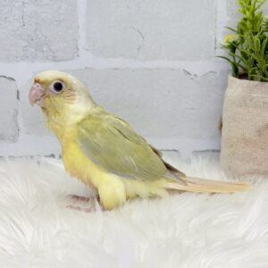 image0
