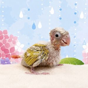 ホオミドリウロコインコ image1
