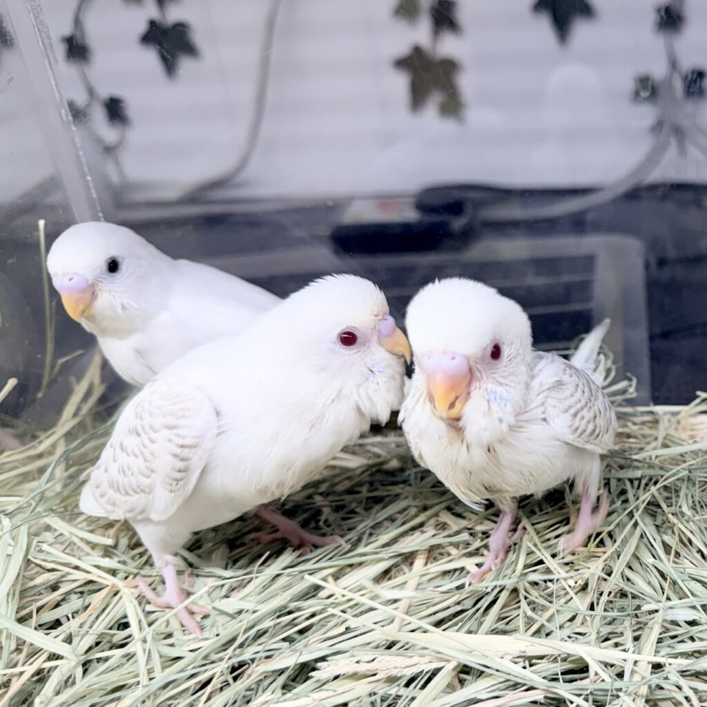 ☆tama✳︎☆オルゴナイト☆猫、セキセイインコ、チワワ☆ セキセイインコ - 大阪・兵庫のペットショップ｜犬猫・トリミングなら