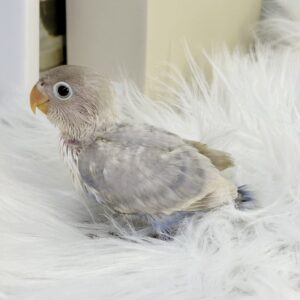 ボタンインコ image1