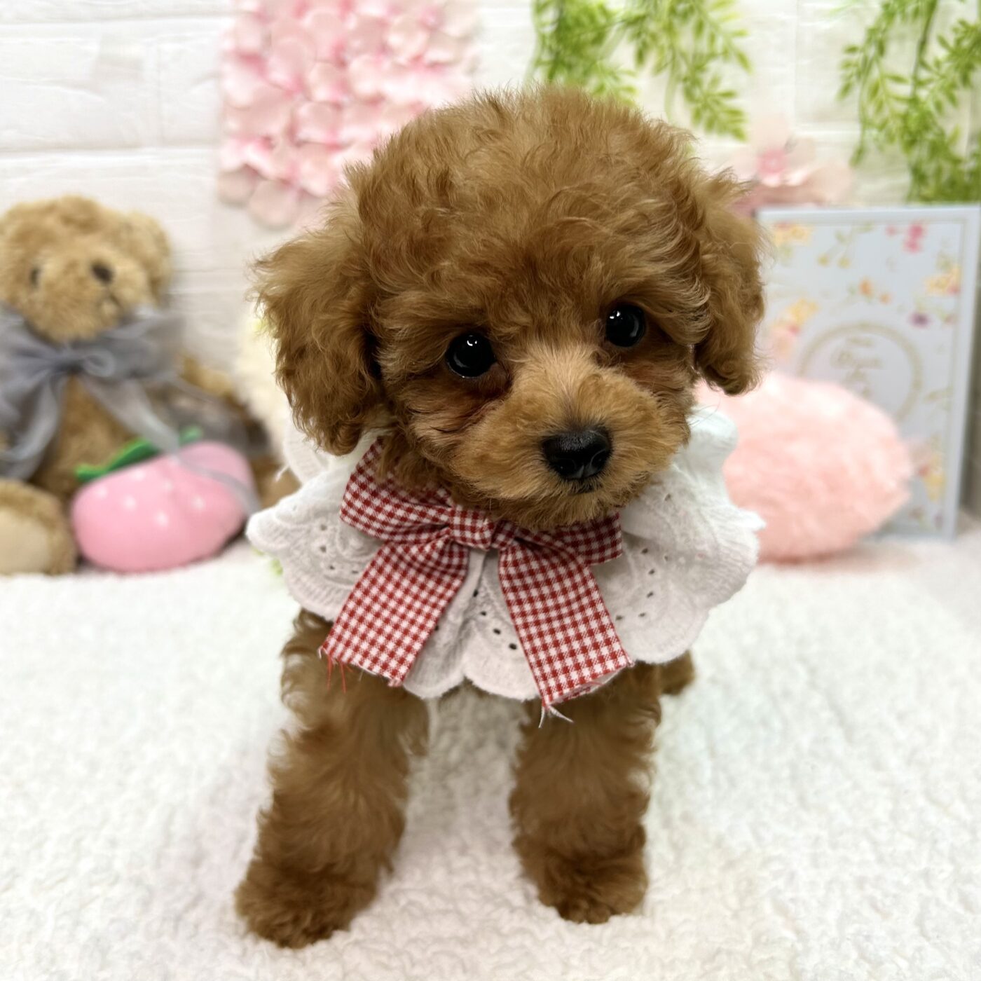 ぷーどる様 トイプードル - 大阪・兵庫のペットショップ｜犬猫・トリミングなら