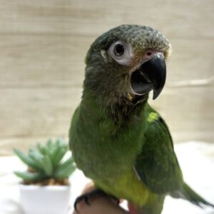 シモフリインコ image129